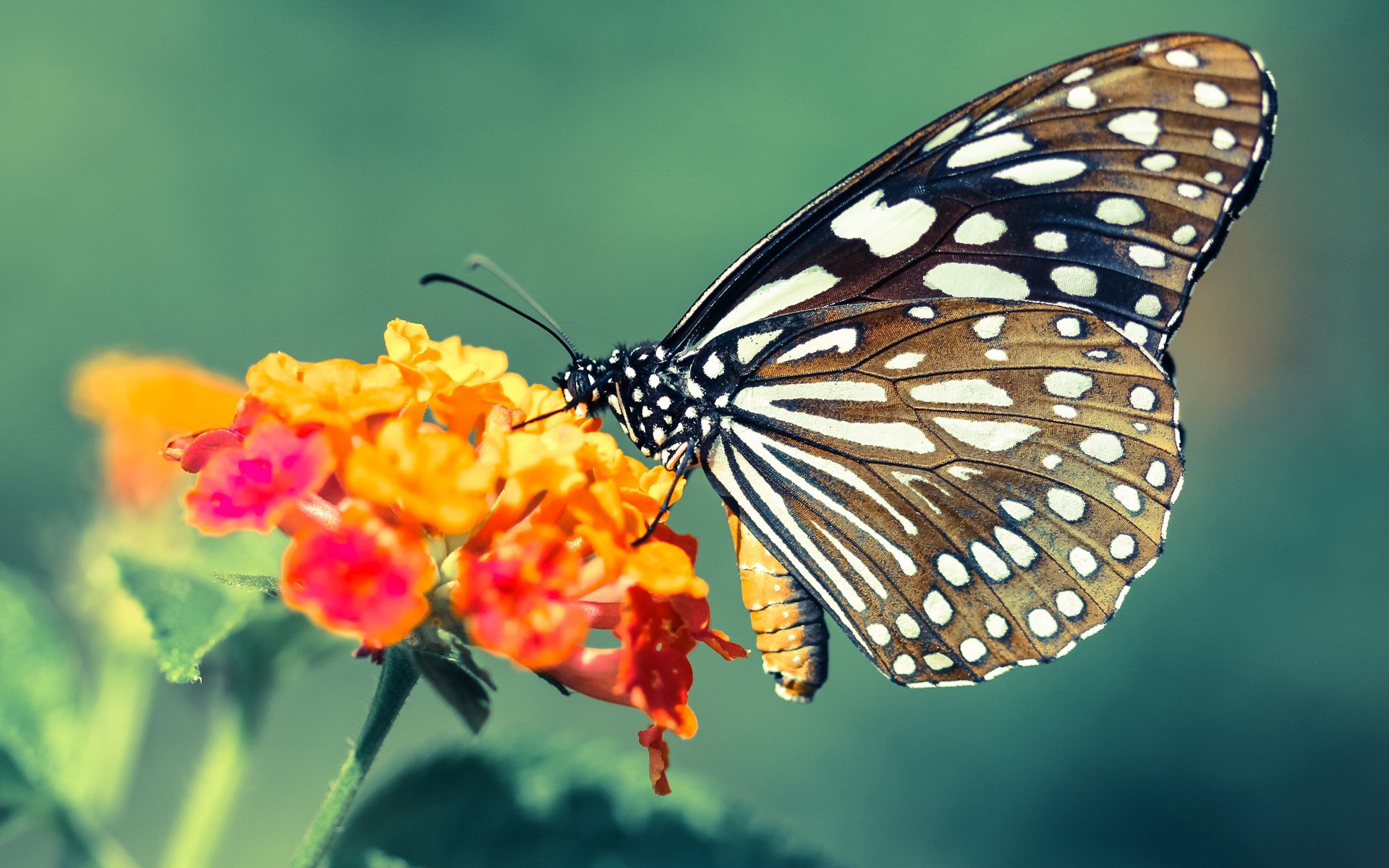 _悬念迭起：比赛进入白热化，冠军悬而未决_，比赛悬念是什么意思