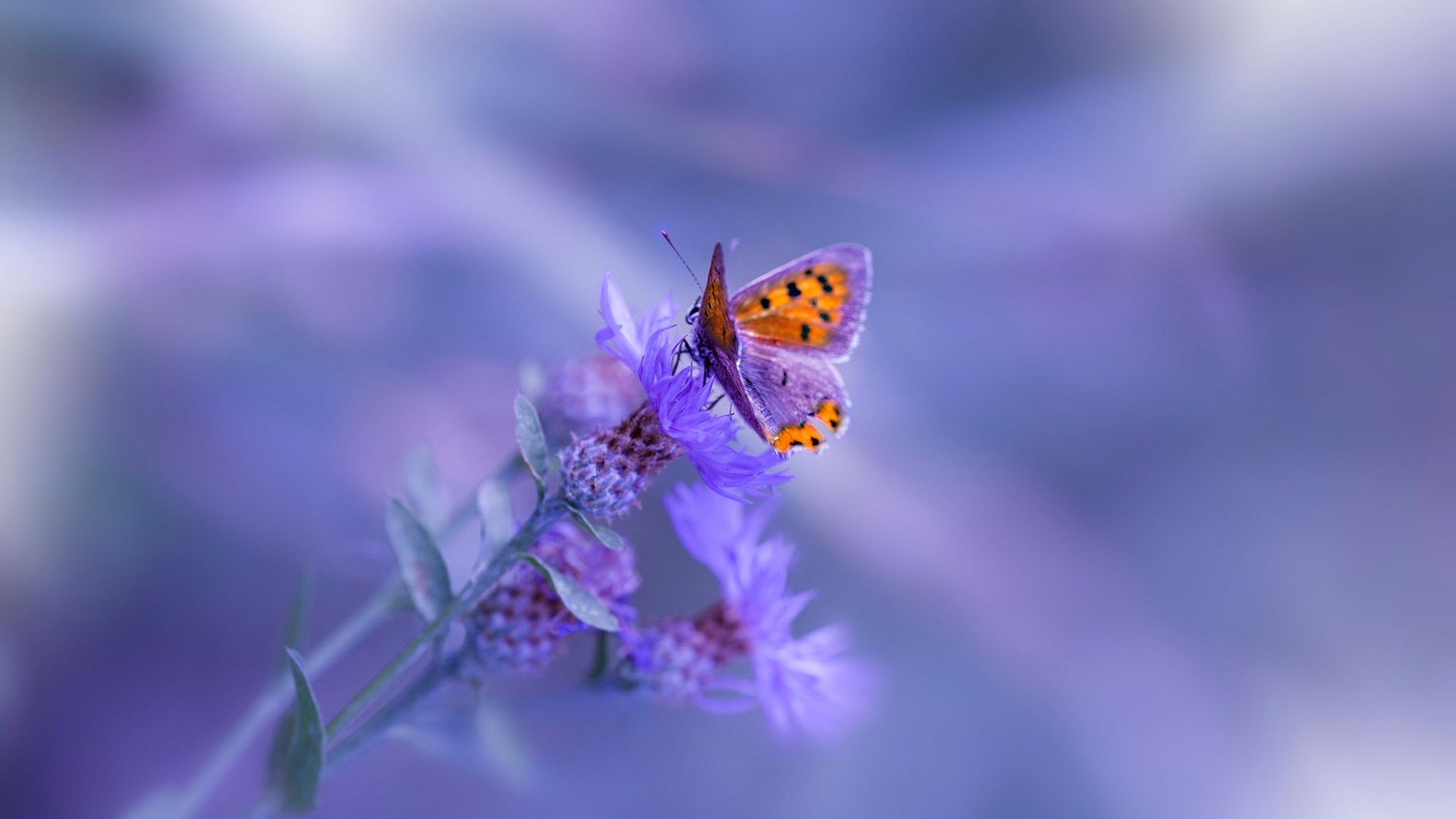 佩德里续约巴塞罗那至2029年，佩德里 巴塞罗那