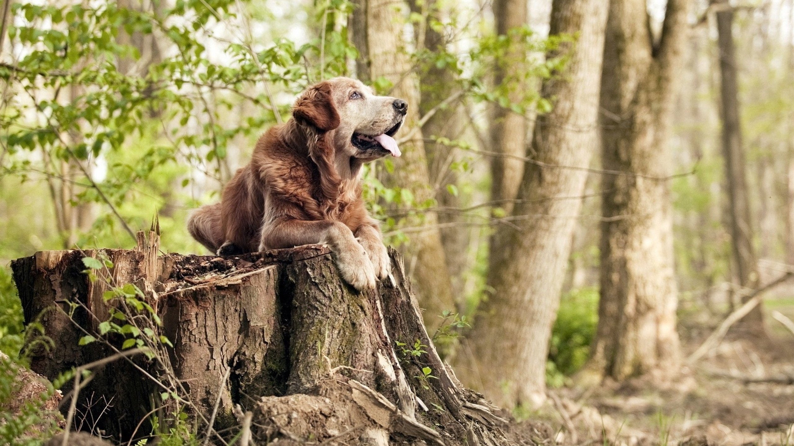 佩德里续约巴塞罗那至2029年,佩德里 巴塞罗那