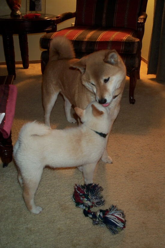 李轩豪、丁浩、芈昱廷等棋手亮相“湾区杯”象棋大棋士赛,大湾区象棋邀请赛