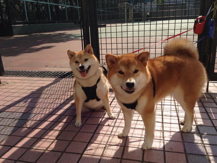 红牛车队再次展现统治力,目标冠军,红牛车队全称