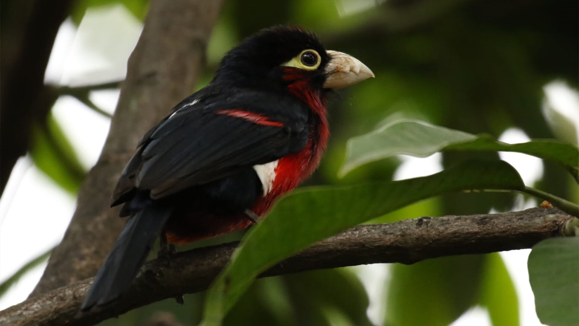 足协推出青少年海外交流项目,中国足协青少年足球