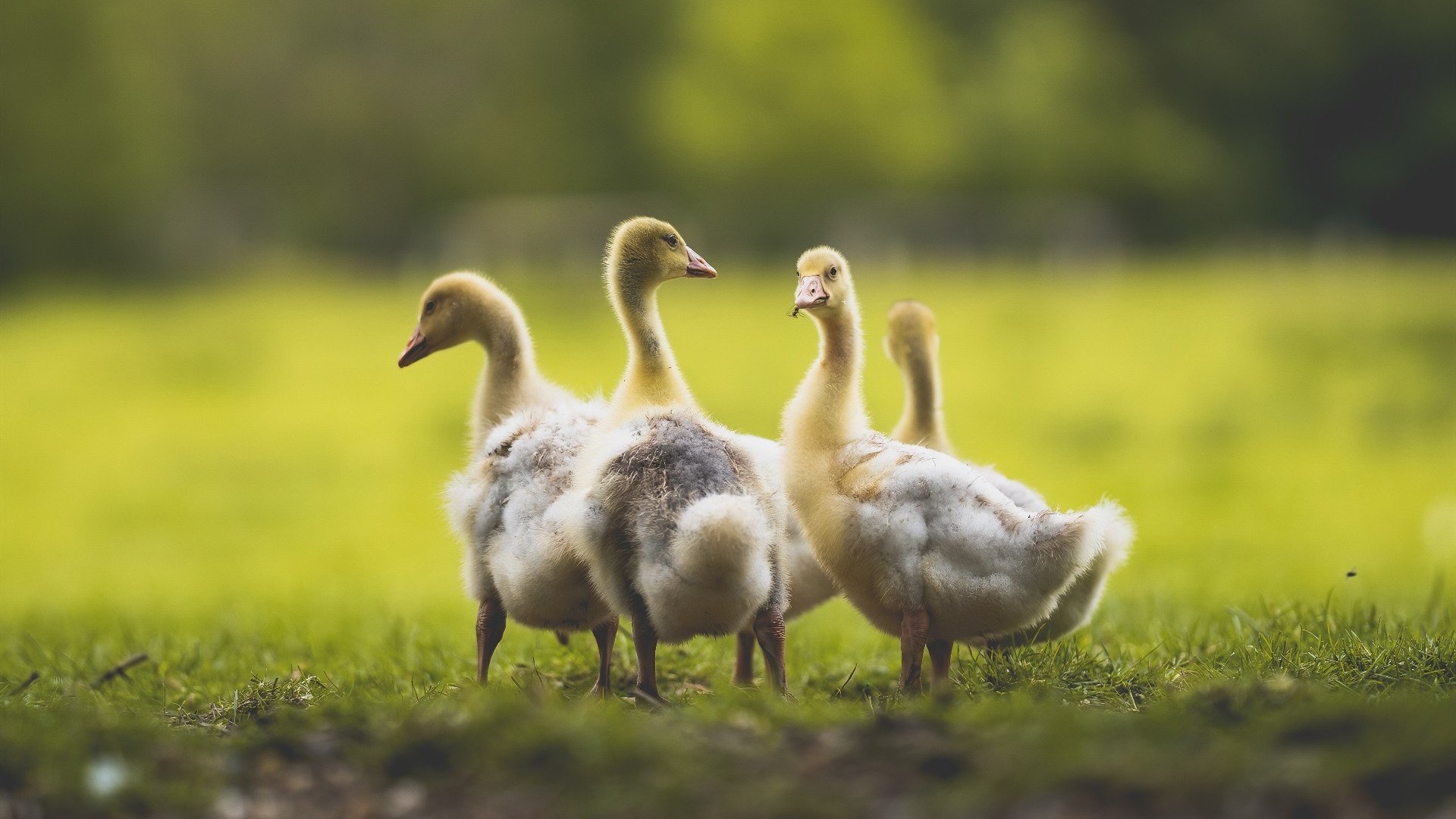 CBA赛场上的囧事频出，球员们也有美好笑容，cba现场喊的什么