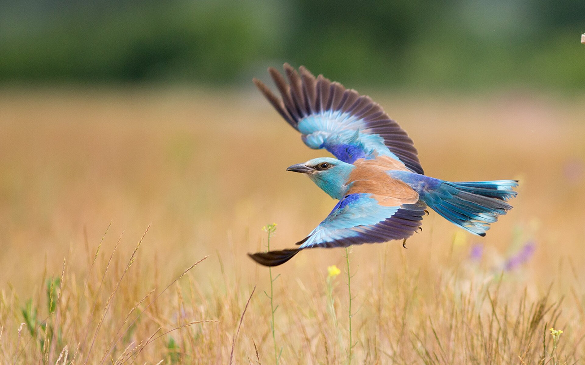 澳洲球队逆袭夺冠，激励更多球迷，澳洲篮球联赛什么水平