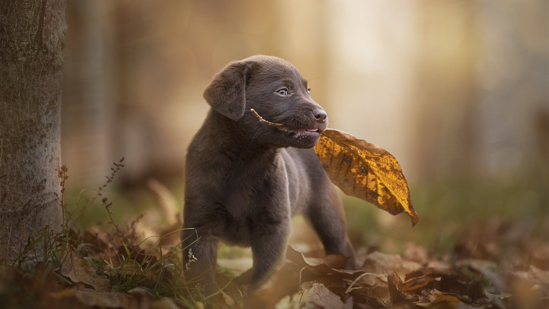 皇马头号射手轮休,球队攻击力明显削弱