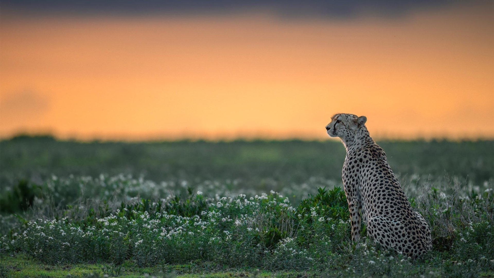 世界短池游泳锦标赛多项世界纪录诞生,第一届世界短池游泳锦标赛
