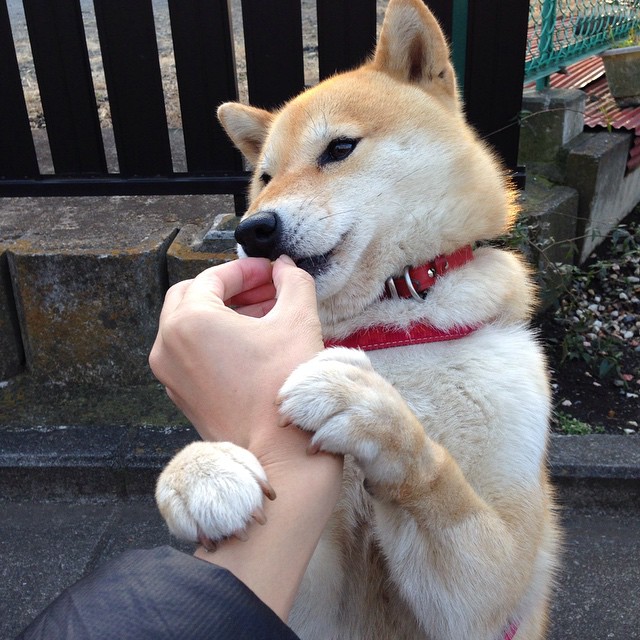 法甲“领头羊之战”:巴黎圣日耳曼迎战里昂,冠军悬念升级