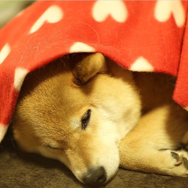 法甲联赛转播版权投资回报分析与预测，新赛季法甲转播权