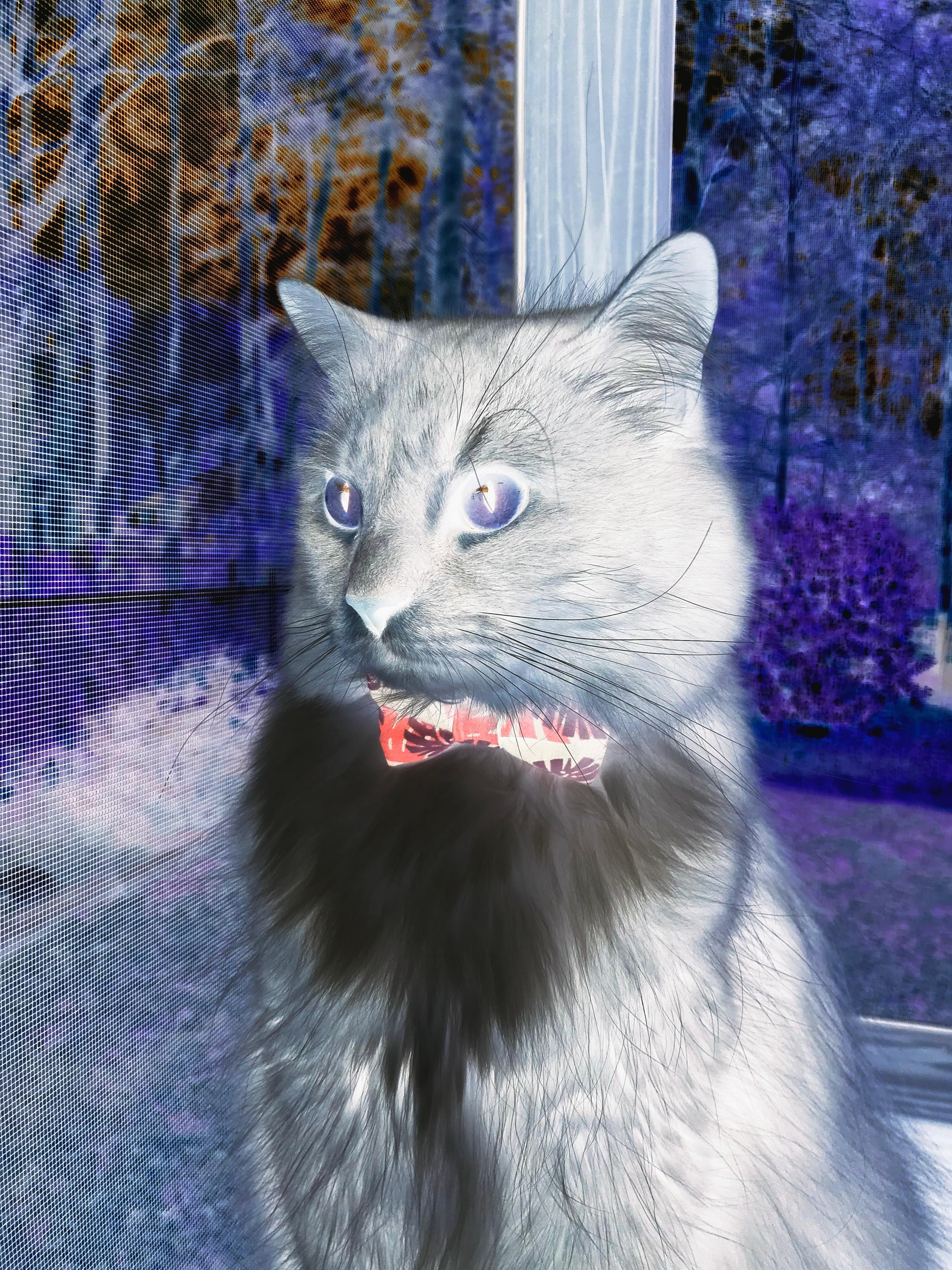 卡普尔凭借快速反应与稳定表现,为袋鼠队在橄榄球锦标赛中脱颖而出