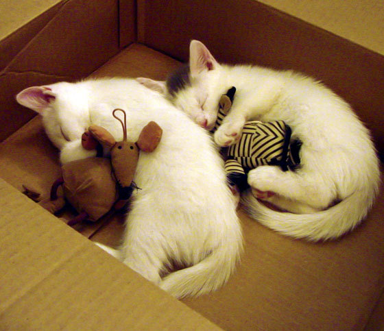 法国新秀崭露头角，未来军团潜力无限