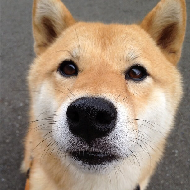 详细阅读:澳大利亚袋鼠队高压防守体系打乱对手进攻节奏,你知不知道澳大利亚的袋鼠打人 你知在乎你自己 澳大利亚袋鼠队高压防守体系打乱对手进攻节奏,你知不知道澳大利亚的袋鼠打人 你知在乎你自己