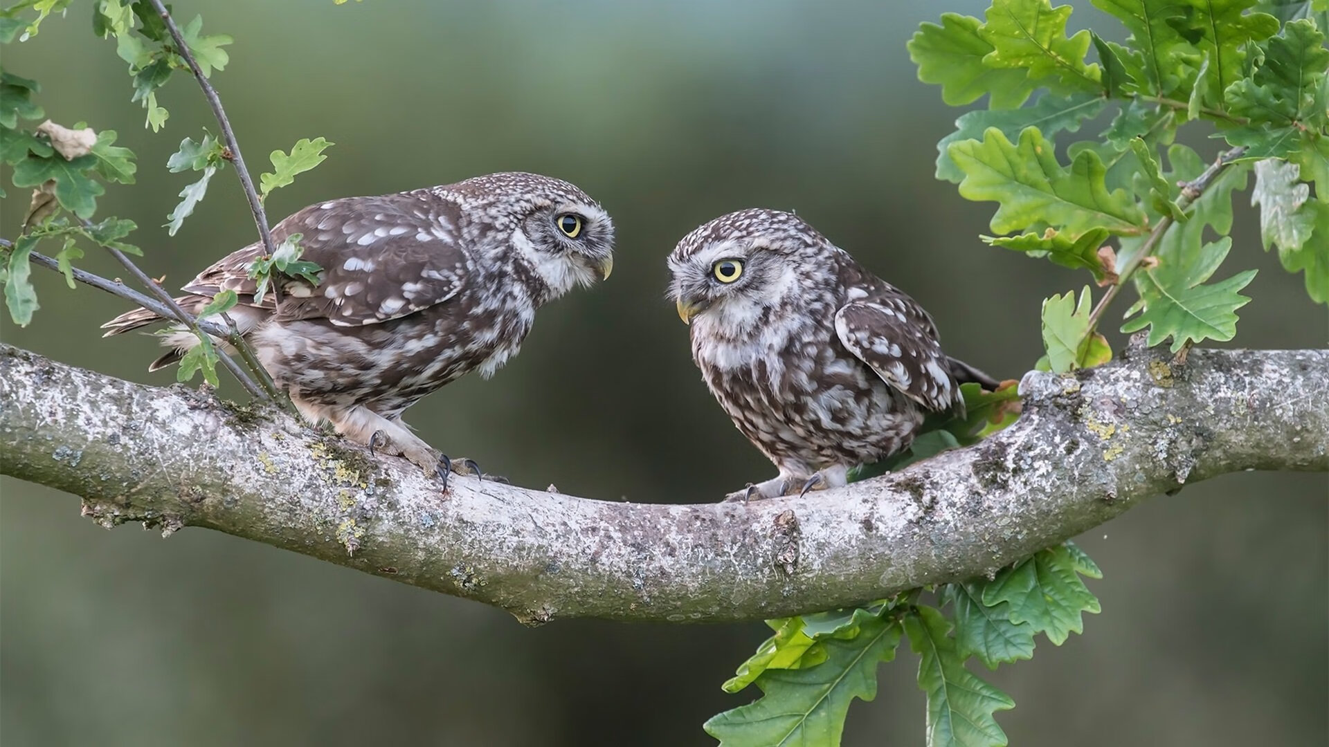 詹姆斯强调团队氛围是连胜关键,詹姆斯组队